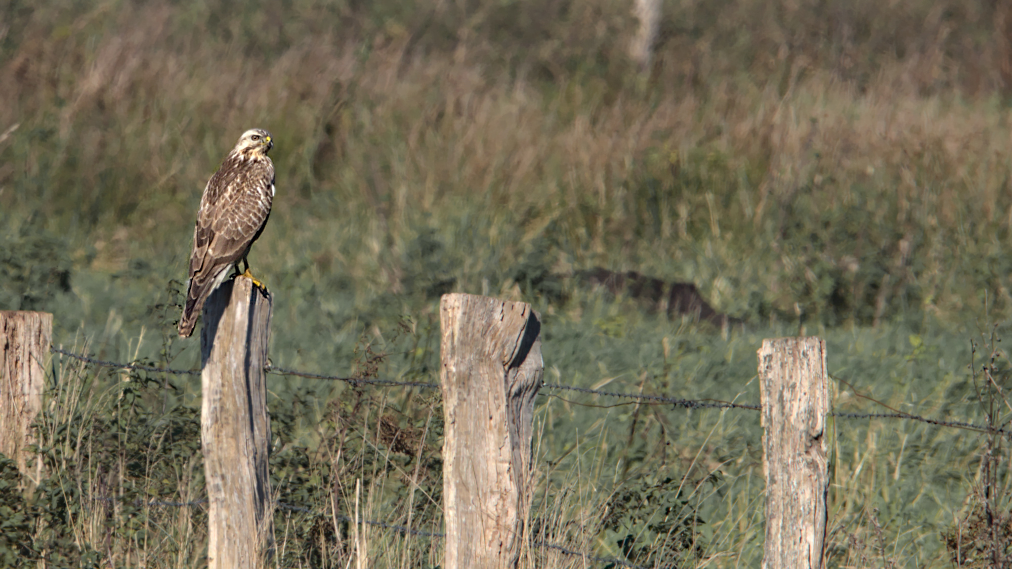 Mäusebussard beobachtet